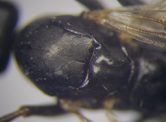 Cataglyphis aenescens