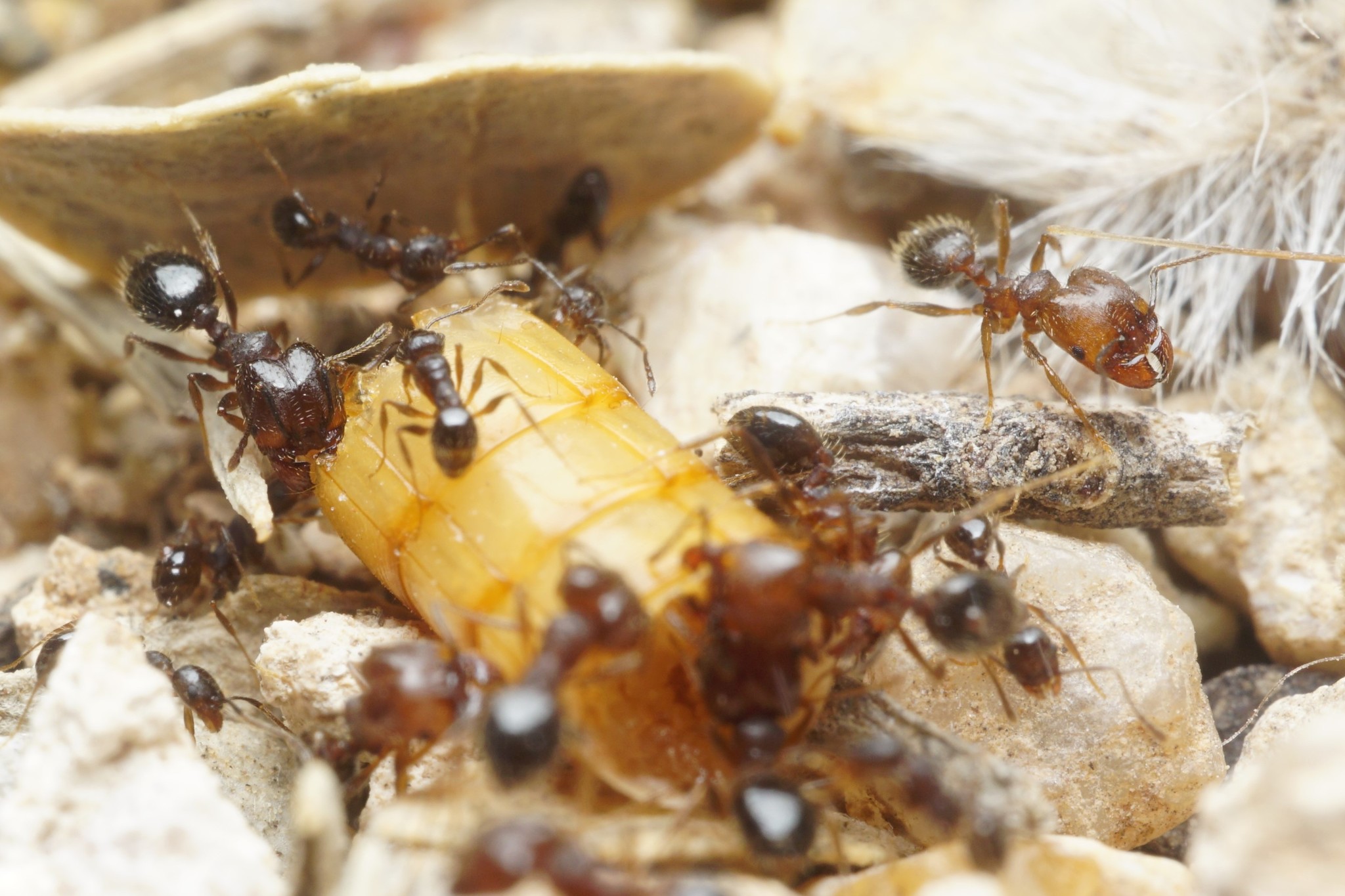 Pheidole sciophila