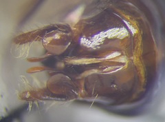 Cataglyphis aenescens