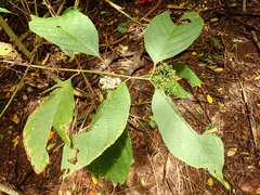 Callicarpa longifolia