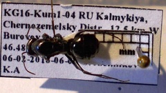 Cataglyphis aenescens