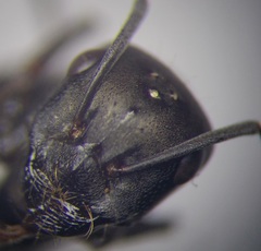 Cataglyphis aenescens
