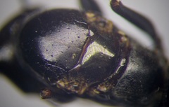 Cataglyphis aenescens