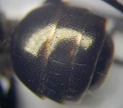 Cataglyphis aenescens