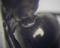 Cataglyphis aenescens