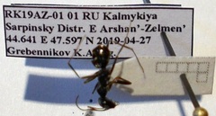 Cataglyphis aenescens