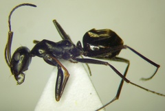 Cataglyphis aenescens