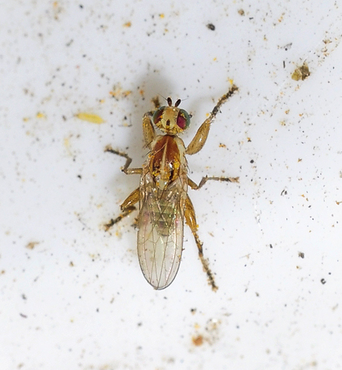 Chyromya robusta
