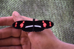 Heliconius telesiphe
