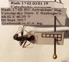 Cataglyphis aenescens