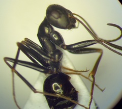 Cataglyphis aenescens