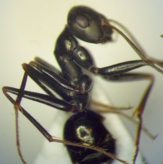 Cataglyphis aenescens