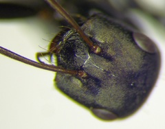 Cataglyphis aenescens