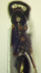 Cataglyphis aenescens