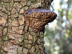 Hexagonia nitida