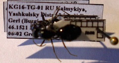 Cataglyphis aenescens