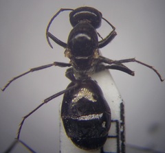 Cataglyphis aenescens
