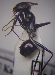 Cataglyphis aenescens
