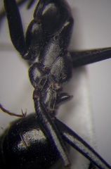 Cataglyphis aenescens