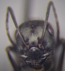 Cataglyphis aenescens