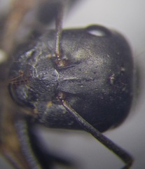 Cataglyphis aenescens