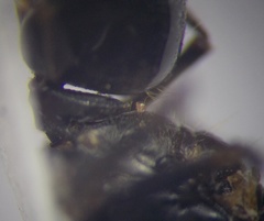 Cataglyphis aenescens