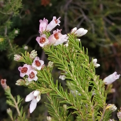 Erica australis aragonensis