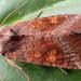 Amphipoea oculea - Photo (c) steve_orridge, alguns direitos reservados (CC BY-NC), uploaded by steve_orridge