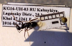 Cataglyphis aenescens