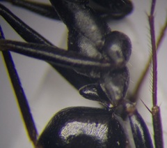 Cataglyphis aenescens