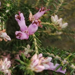 Erica australis aragonensis