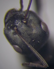 Cataglyphis aenescens