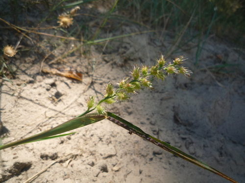 Cenchrus longispinus iNat (3)