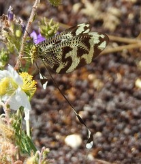 Nemoptera bipennis