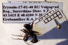 Cataglyphis aenescens