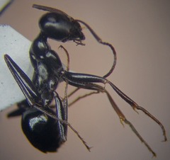 Cataglyphis aenescens