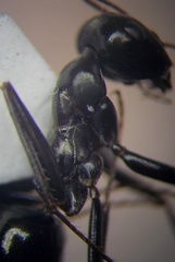 Cataglyphis aenescens