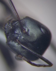 Cataglyphis aenescens