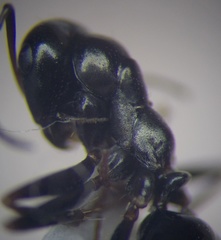 Cataglyphis aenescens