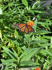 Danaus plexippus