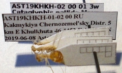 Cataglyphis pallida