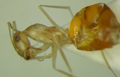 Cataglyphis pallida