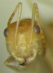 Cataglyphis pallida