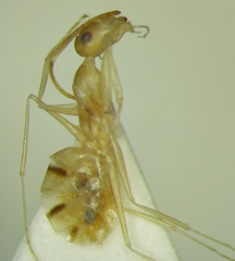 Cataglyphis pallida