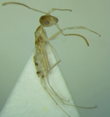 Cataglyphis pallida