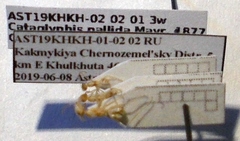Cataglyphis pallida