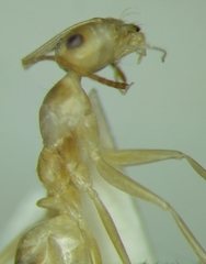 Cataglyphis pallida