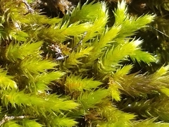 Leucodon andrewsianus