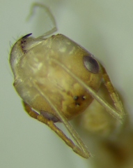Cataglyphis pallida