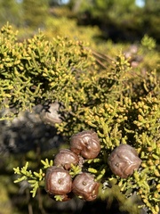 Cupressus goveniana